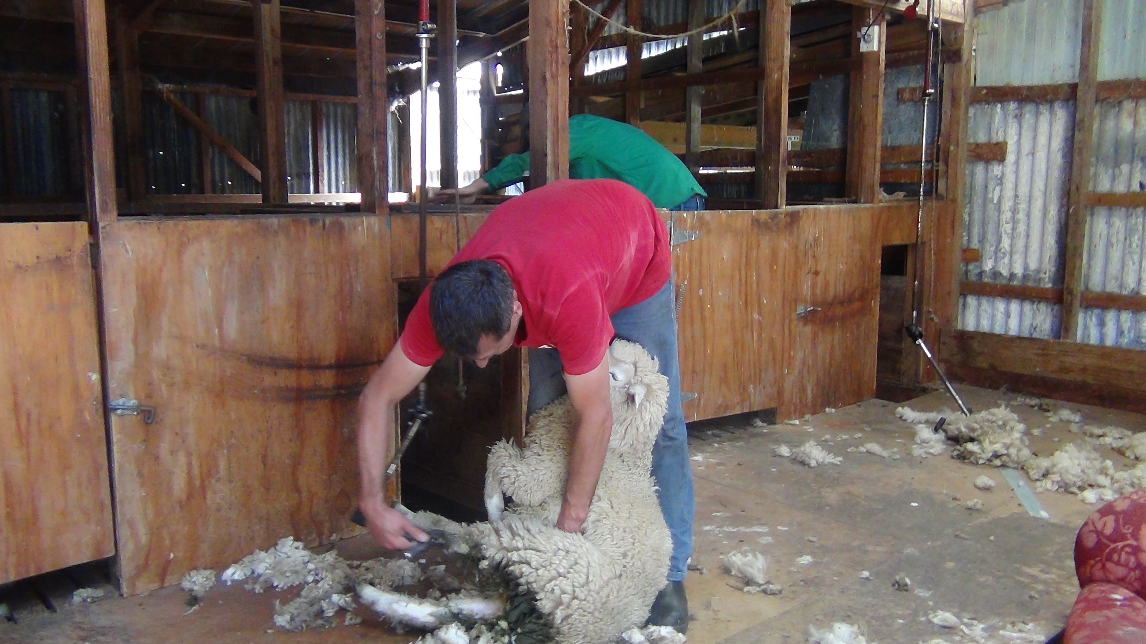 Wayne shearing a sheep in 2017